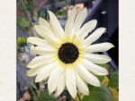 Helianthus debilis 'Italian White' (Sonnenblume) – Bild 2