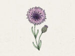 Centaurea Cyanus ‚Classic Magic‘ Kornblume