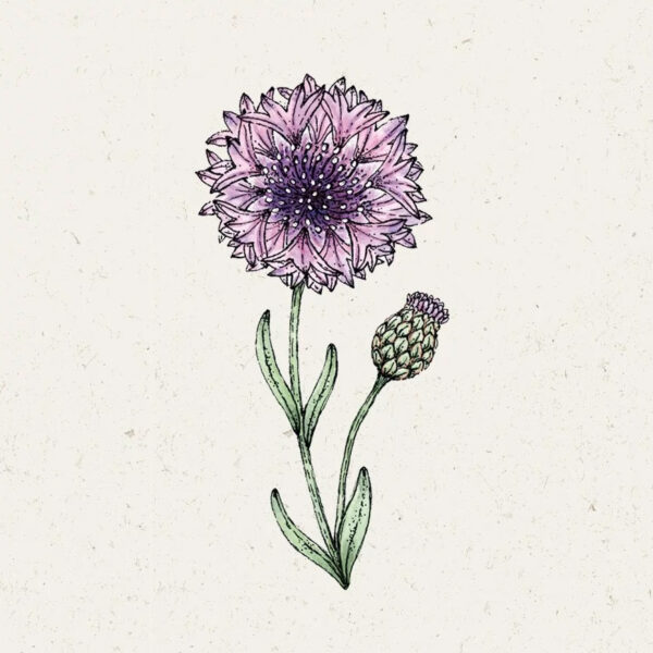 Centaurea Cyanus ‚Classic Magic‘ Kornblume
