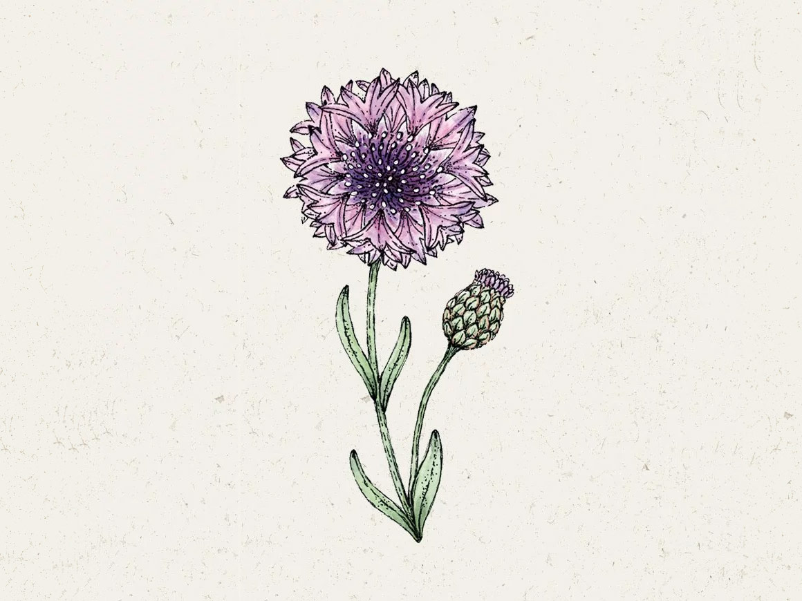 JORA-DAHL-Centaurea-Cyanus-Classic-Magic-Kornblume.jpg Centaurea Cyanus ‚Classic Magic‘ Kornblume – Bild 1