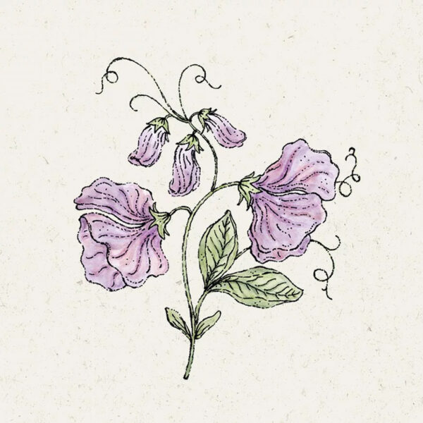 Lathyrus Odortatus’Elegance Lavender‘ (Duftwicke)