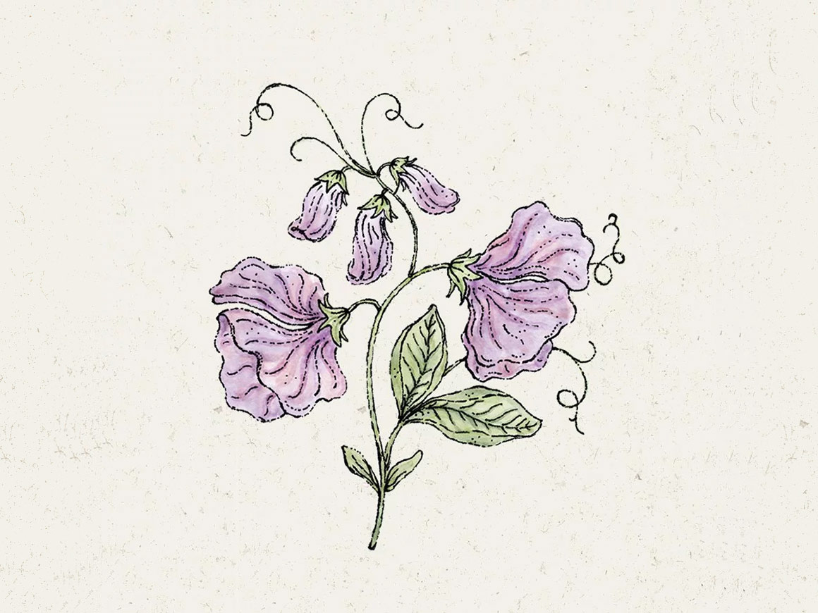JORA-DAHL-Elegance-Lavender-Duftwicke-Blumensamen.jpg Lathyrus Odortatus’Elegance Lavender‘ (Duftwicke) – Bild 1