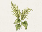 Amaranthus caudatus ‚Green Cascade′ (Fuchsschwanz)