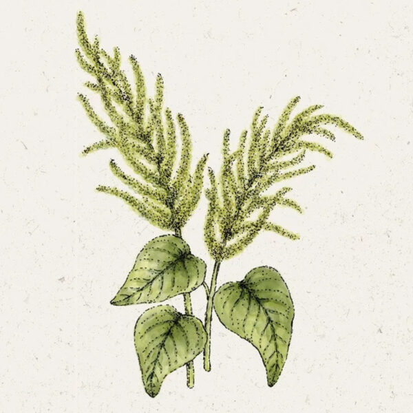 Amaranthus caudatus ‚Green Cascade′ (Fuchsschwanz)