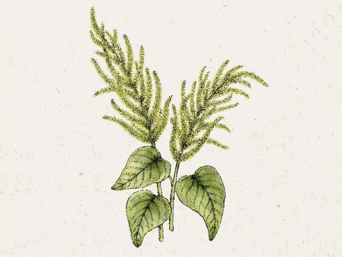 JORA-DAHL-Fuchsschwanz-Green-Cascade.jpg Amaranthus caudatus ‚Green Cascade′ (Fuchsschwanz) – Bild 1