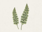 Muschelblume (Moluccella laevis)