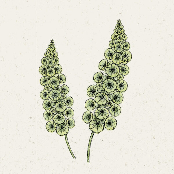 Muschelblume (Moluccella laevis)