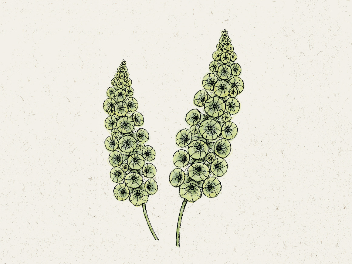 JORA-DAHL-Muschelblume-Schnittblumengarten.jpg Muschelblume (Moluccella laevis) – Bild 1