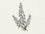 ‚Fancy Smokey Eyes‘ Rittersporn