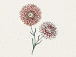 Strohblume ‚Salmon Rose‘ (Helichrysum bracteatum) – Bild 2