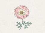 Goldmohn ‚Thai Silk Apple Blossom′