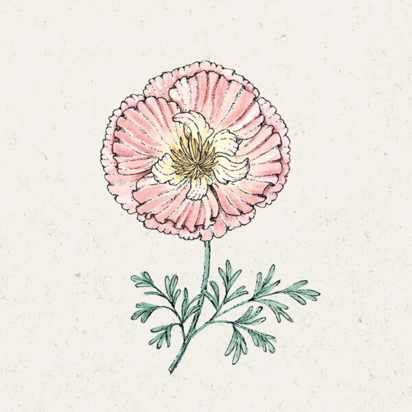 Goldmohn ‚Thai Silk Apple Blossom′