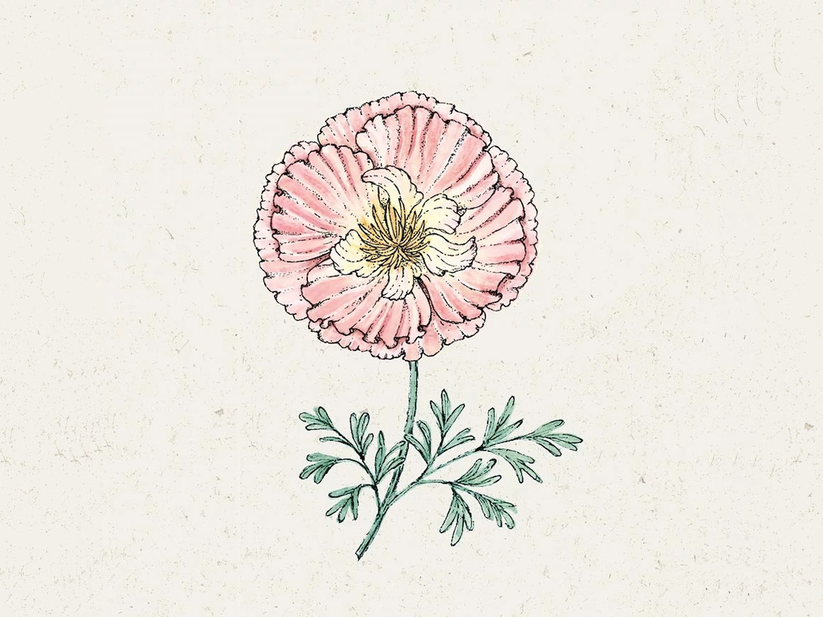 JORA-DAHL-Thai-Silk-Appleblossom-Blumensamen.jpg Goldmohn ‚Thai Silk Apple Blossom′ – Bild 1