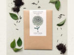 Zinnia elegans ‘Benary`s Giant Lime’ Zinnie – Bild 2