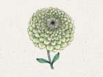 Zinnia elegans ‘Benary`s Giant Lime’ Zinnie