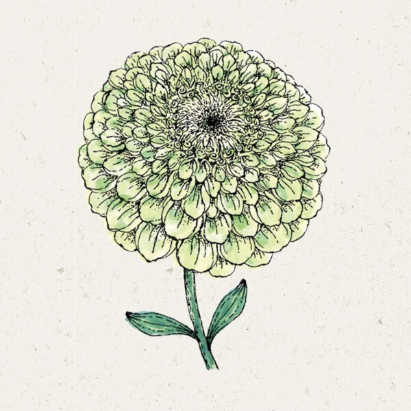 Zinnia elegans ‘Benary`s Giant Lime’ Zinnie