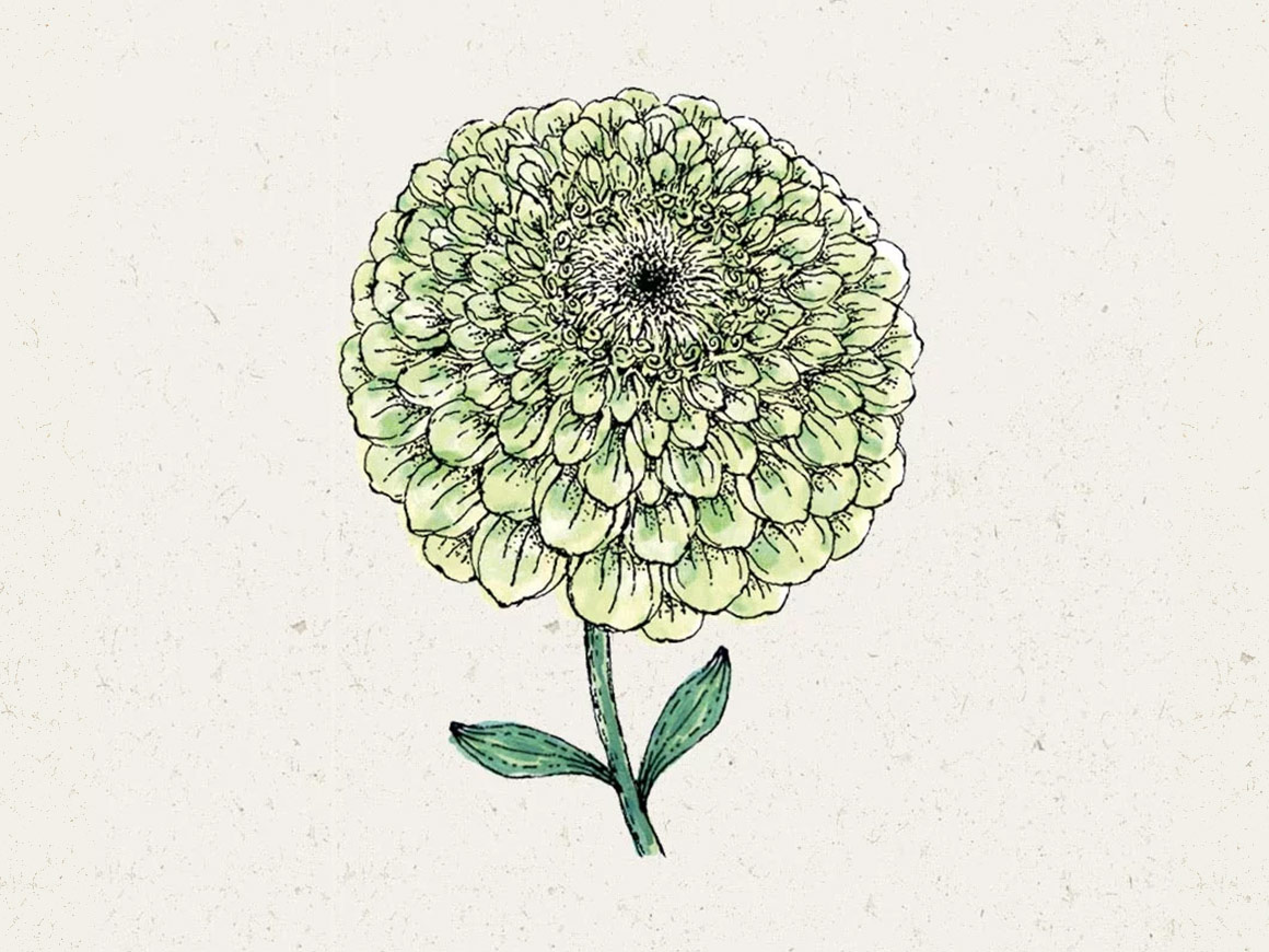 JORA-DAHL-Zinnia-elegans-Benarys-Giant-Lime.jpg Zinnia elegans ‘Benary`s Giant Lime’ Zinnie – Bild 1