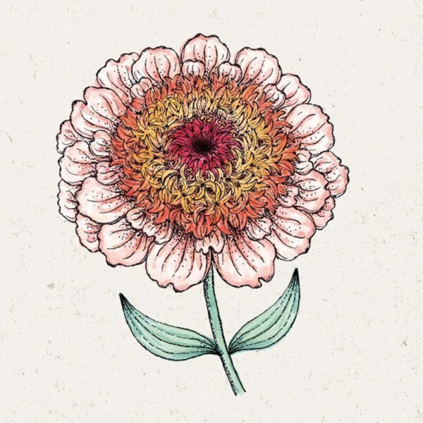 Zinnia elegans ‚Zinderella Peach′ (Zinnie)