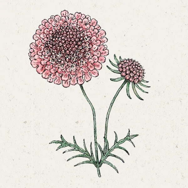 Scabiosa atropurpurea ‚Salmon Pink‘ (Skabiose)