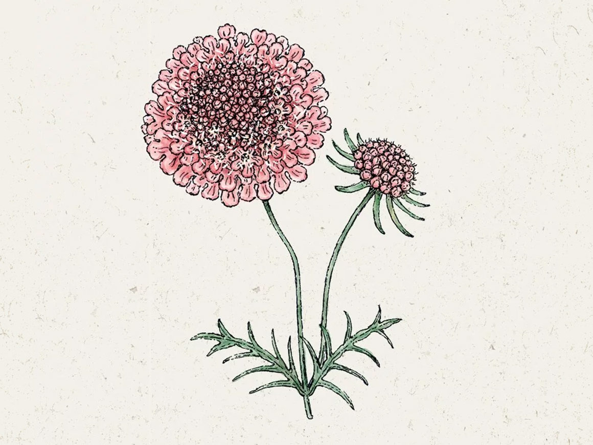 JORA-DAHL-cabiosa-atropurpurea-Salmon-Pink-Skabiose.jpg Scabiosa atropurpurea ‚Salmon Pink‘ (Skabiose) – Bild 1