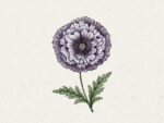 Seidenmohn ‚Amazing Grey‘ Klatschmohn