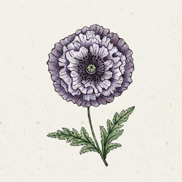 Seidenmohn ‚Amazing Grey‘ Klatschmohn