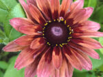 Rudbeckia ‚Sahara‘ (Sonnenhut) – Bild 2