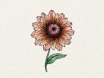 Rudbeckia ‚Sahara‘ (Sonnenhut)