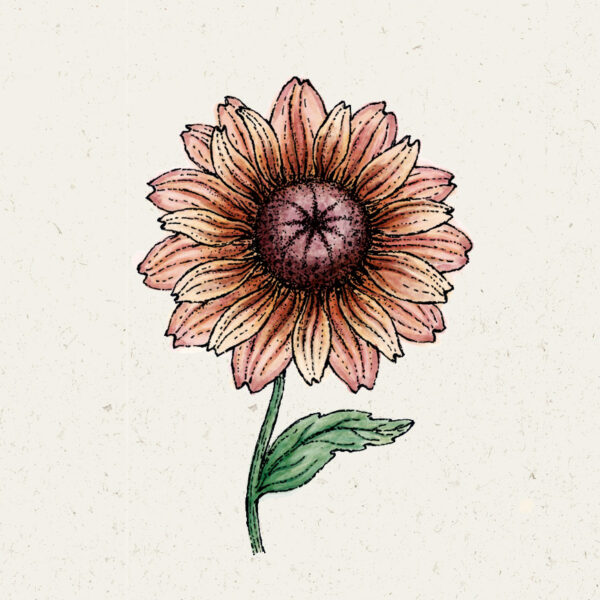 Rudbeckia ‚Sahara‘ (Sonnenhut)