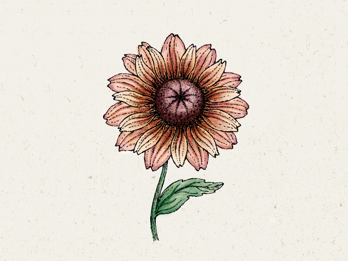 Jora-Dahl-Blumensamen-Sonnenhut-Rudbeckia-Sahara.jpg Rudbeckia ‚Sahara‘ (Sonnenhut) – Bild 1