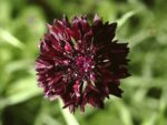 Centaurea Cyanus ‚Black Ball‘ Kornblume – Bild 2