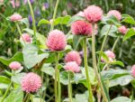Gomphrena globosa 'Salmon Pastel' (Kugelamarant) – Bild 2