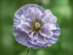 Seidenmohn ‚Amazing Grey‘ Klatschmohn – Bild 2