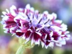 Centaurea Cyanus ‚Classic Magic‘ Kornblume – Bild 3