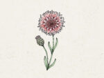 Centaurea ‚Cyanus Classic Romantic′ Kornblume