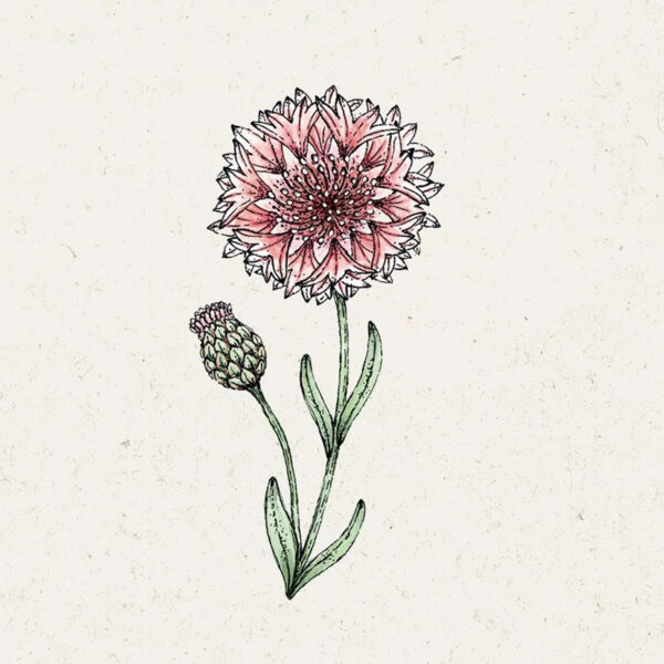 Centaurea ‚Cyanus Classic Romantic′ Kornblume