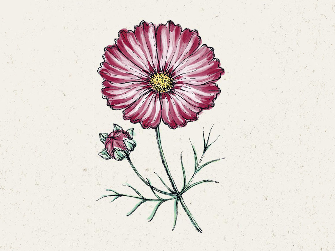 Kosmee-JORA-DAHL.jpg Kosmee ‚Velouette′ – Bild 1