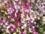 Linaria Maroccana ‘Fairy Lights’ (Marokkanisches Leinkraut) – Bild 2