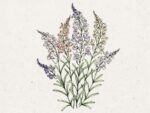 Linaria Maroccana ‘Fairy Lights’ (Marokkanisches Leinkraut)