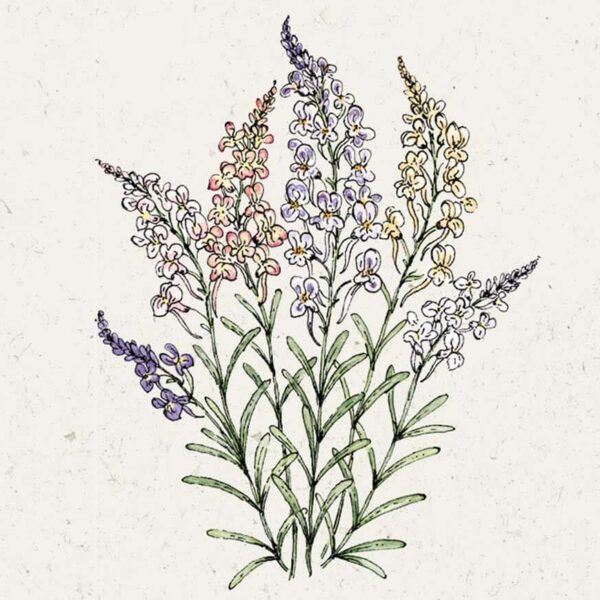 Linaria Maroccana ‘Fairy Lights’ (Marokkanisches Leinkraut)
