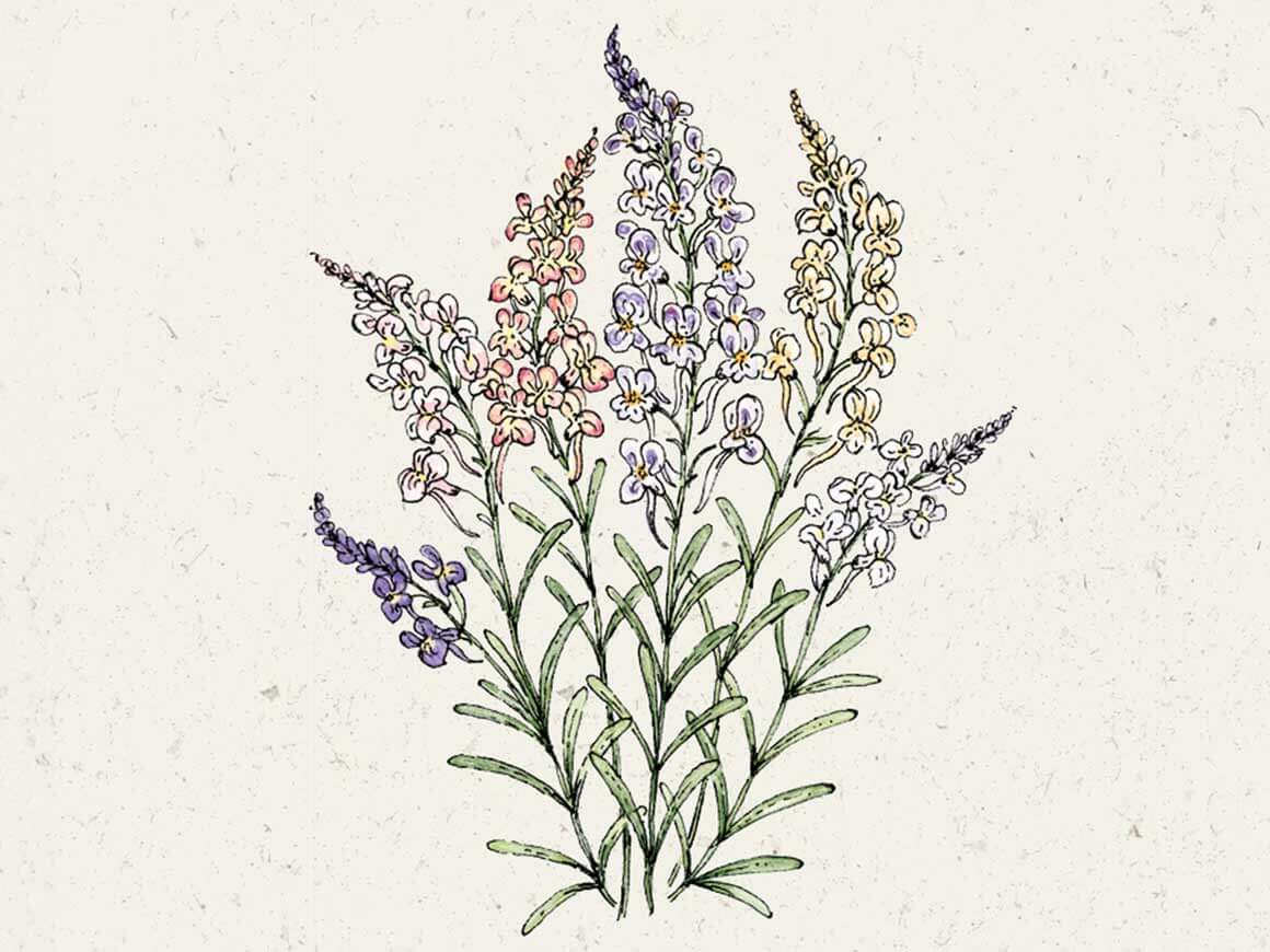 Marokkanisches-Leinkraut-blumensamen-jora-dahl.jpg Linaria Maroccana ‘Fairy Lights’ (Marokkanisches Leinkraut) – Bild 1