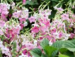 Nicotiana mutabilis ‘Marshmallow’ (Blütentabak) – Bild 2