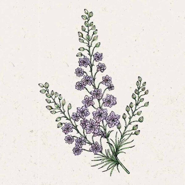 Delphinium consolida ‘Misty Lavender’ (Rittersporn)