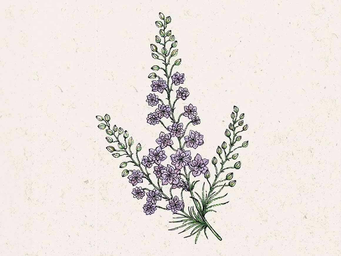 Misty-Lavender-Rittersporn-jora-dahl.jpg Delphinium consolida ‘Misty Lavender’ (Rittersporn) – Bild 1