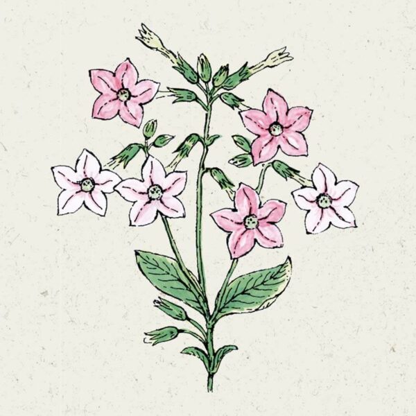 Nicotiana mutabilis ‘Marshmallow’ (Blütentabak)