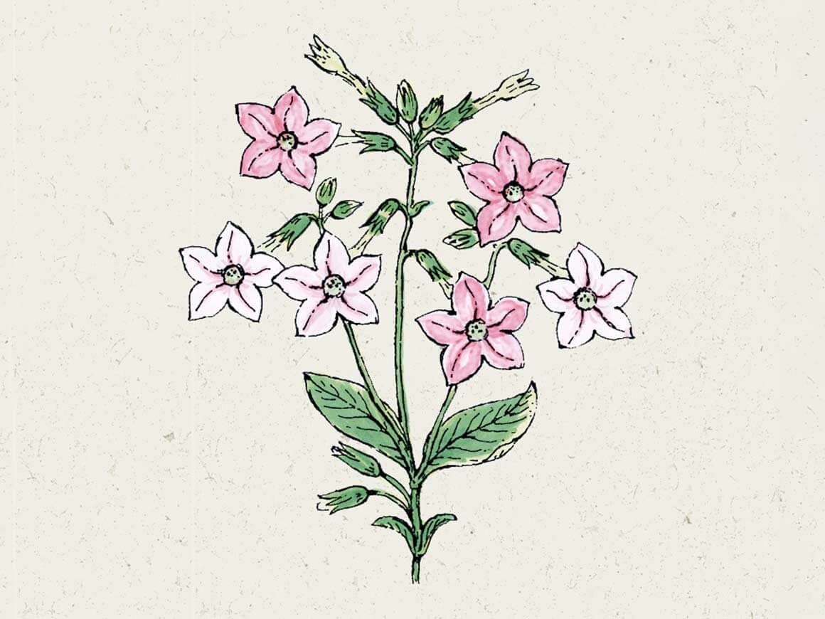 Nicotiana-mutabilis-Marshmallow-Bluetentabak.jpg Nicotiana mutabilis ‘Marshmallow’ (Blütentabak) – Bild 1
