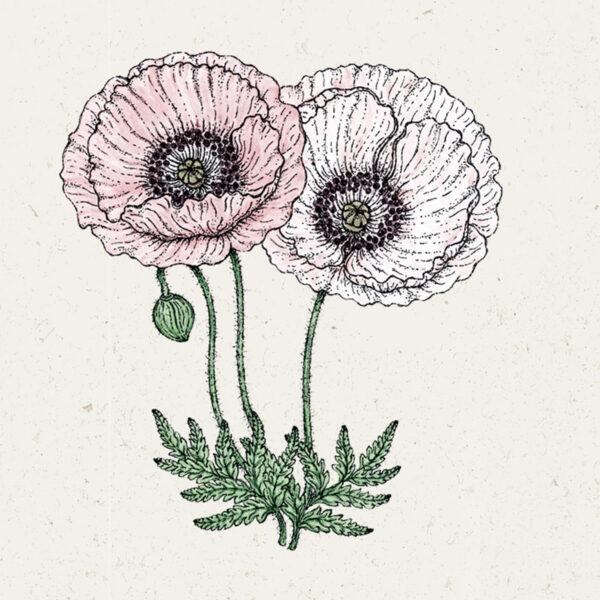 Papaver rhoeas 'Mother of Pearl' (Klatschmohn)