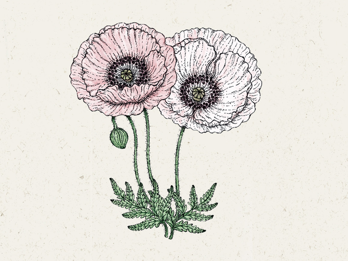 Papaver-rhoeas-Mother-of-Pearl-Klatschmohn-joradahl.jpg Papaver rhoeas 'Mother of Pearl' (Klatschmohn) – Bild 1