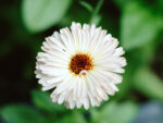 Calendula ‘Snow Princess’ (Ringelblume) – Bild 2