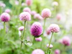 Gomphrena globosa 'Rose' (Kugelamarant) – Bild 2